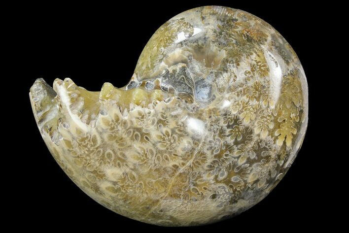 Polished, Agatized Ammonite (Phylloceras?) - Madagascar #149215